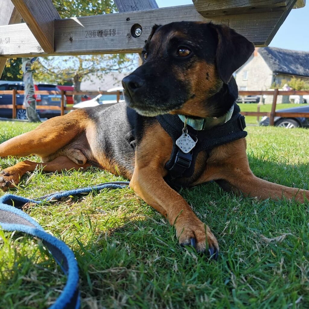 dog laying in the grass